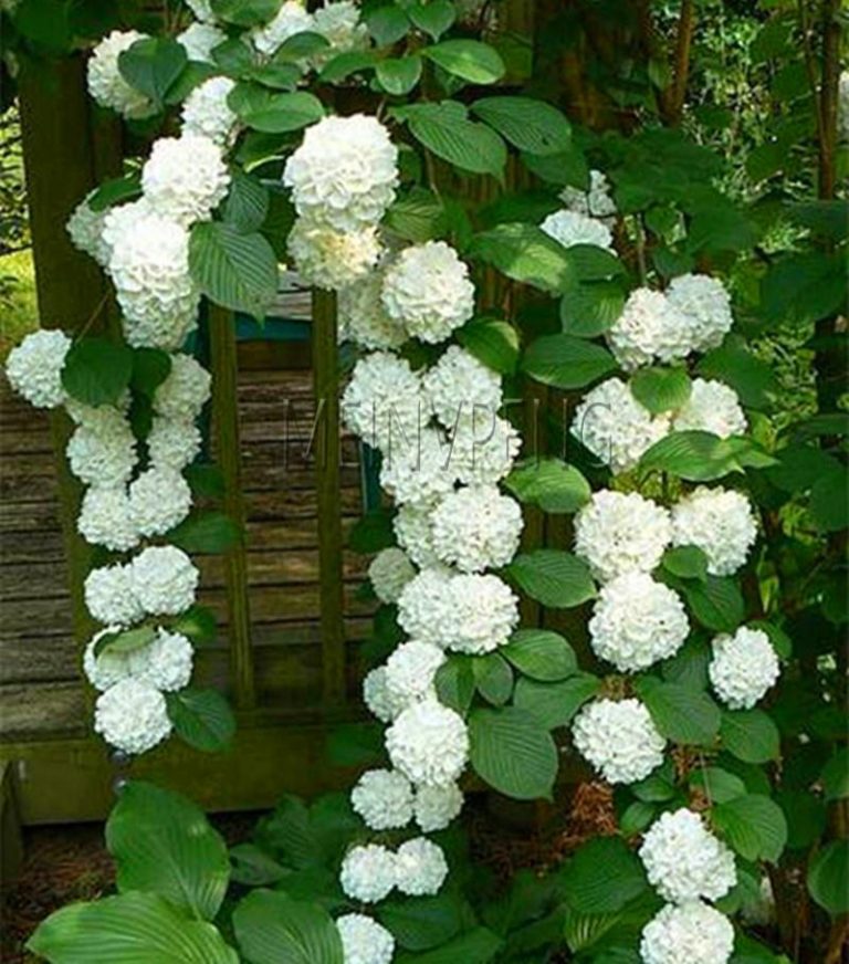 20pcs Mixed Hydrangea Paniculata Vanilla Fraise Strawberry Bonsai Flower Climbing Plant Home