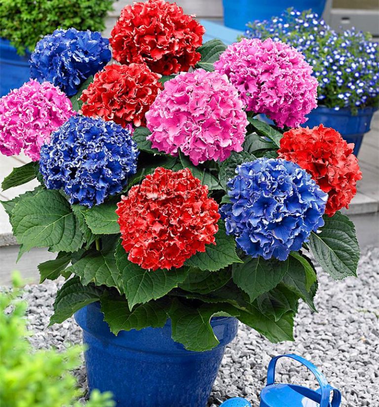 20pcs Mixed Hydrangea Paniculata Vanilla Fraise Strawberry Bonsai Flower Climbing Plant Home