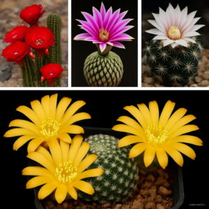 500 Pcs Beauty Mixed Mini Lithops Plants Cactus Bonsai Organic Garden Succulent Balcony Flower Planting Seeds