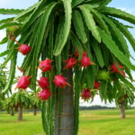 500 Pcs Imported Red Pitaya Plant Japanese Juicy Non-gmo Bonsai Dragon Fruit Home Garden Potted Diy To Seeds - 3 500 Pcs Imported Red Pitaya Plant Japanese Juicy Non-gmo Bonsai Dragon Fruit Home Garden Potted Diy To Seeds - 3
