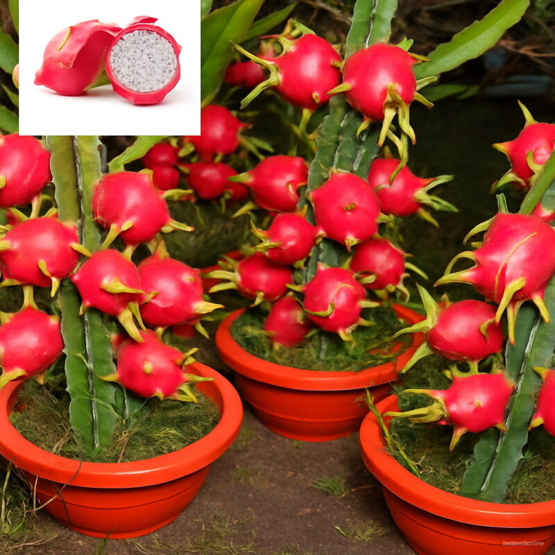 500 Pcs Imported Red Pitaya Plant Japanese Juicy Non-gmo Bonsai Dragon Fruit Home Garden Potted Diy To Seeds