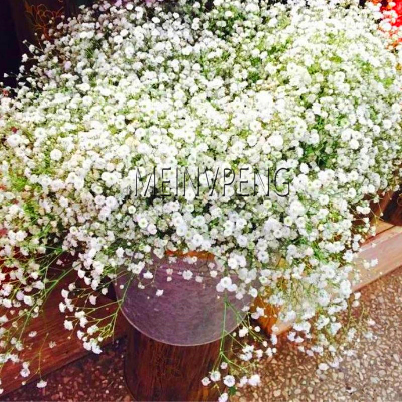 Large 100pcs Gypsophila Paniculata Exquisite Floral Decor Ornamental Blossoms L8gr52 Seeds For Indoor And Outdoor Landscaping - 2