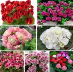 Rare100 Pcs Geranium Bonsai Flower Plant Pelargonium Potted Plants Purify The Air Natural Growth Home Garden Seeds