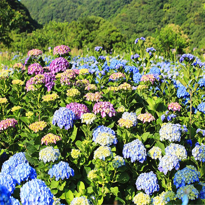 50pcs Multicolored Hydrangea Seeds For Indoor Decoration Vibrant Flowering Pot Seeds - 1