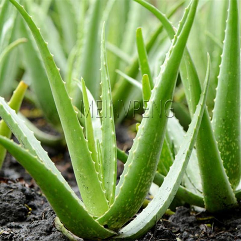 500 Pcs Aloe Vera Herb Tree Seeds For Indoor Outdoor Landscaping Greenery - 6