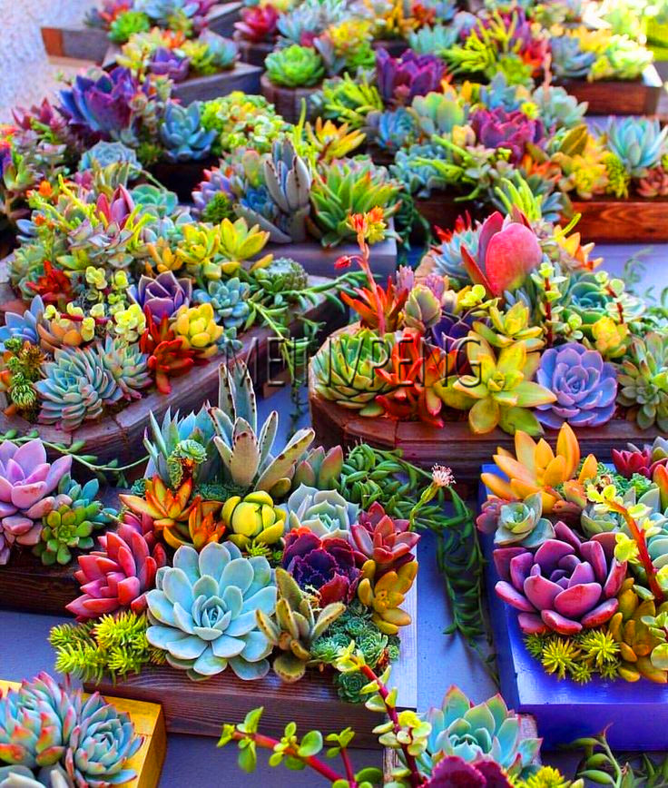 100 Pcs Sempervivum Mix Miniature Succulents Cactus Perennial E Seeds Live Forever Varieties - 4