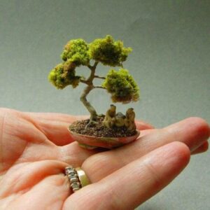 50 Pcs Miniature Pine Plant Bonsai Tree Indoor Woody Plants Perennial Garden 6 Seeds