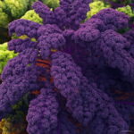 Loss 100pcs Organic Purple Scarlet Kale Plant 1 Pack Heirloom Garden Vegetables Bonsai Seeds
