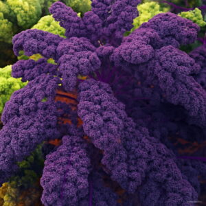 Loss 100pcs Organic Purple Scarlet Kale Plant 1 Pack Heirloom Garden Vegetables Bonsai Seeds