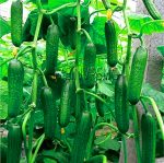 Organic Japan Cucumber Plant Courtyard Garden Balcony Potted Bonsai Vegetable Plantas Cucumis Flores 100pcs Za9wgh Seeds - 4