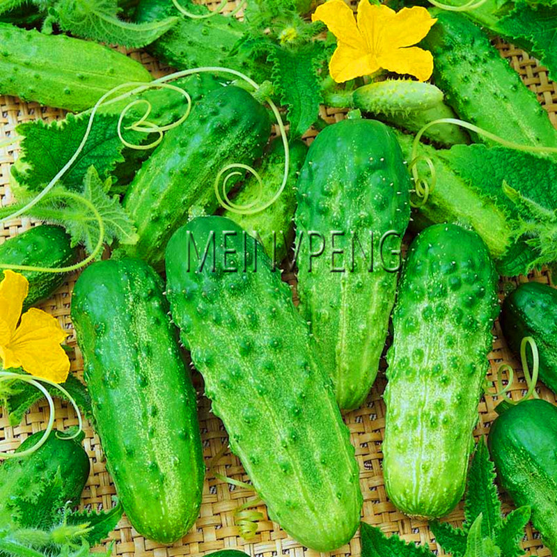 Organic Japanese Cucumber Seeds 100pcs Suitable For Balcony Courtyard Vegetable Cultivation Cucumis Flores Za9wgh - 4