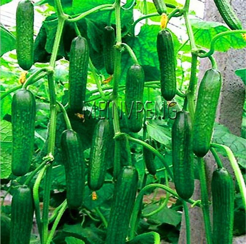 Organic Japanese Cucumber Seeds 100pcs Suitable For Balcony Courtyard Vegetable Cultivation Cucumis Flores Za9wgh - 3