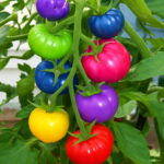 Big 100pcs Rainbow Tomato Bonsai Ornamental Pot Organic Heirloom Plantas Vegetables Herb Food Home Garden Plant B Seeds - 2