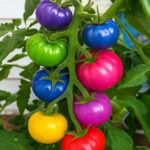 100 Pcs Rainbow Prince Tomato Bonsai & Vegetable Plant - Inch Extra-large Extra-meaty Extra-tasty Uzrk8n Seeds - 4