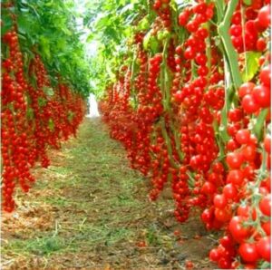 Fresh Garden 100pcs Cherry Tomato Flores Balcony Organic Fruits Vegetables Plantas Bonsai Potted Plant Red Seeds