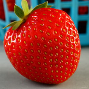 Hot Giant Japan Strawberry Bonsai 100pcs Red Organic Plant Garden Wyn8dk Seeds