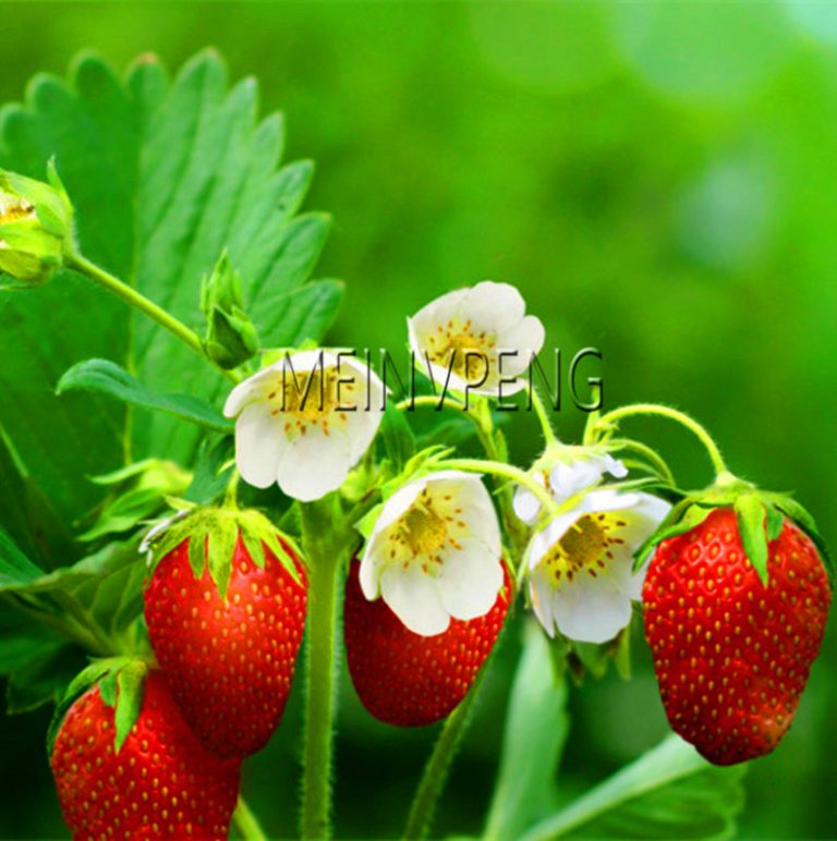 Organic Giant Japanese Strawberry Seeds 300flores