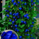 Big Balcony Fruits Strawberry Bonsai Blue Garden Delicious Fragaria Ananassa Plantas - 300 Plant Z785um Seeds - 5