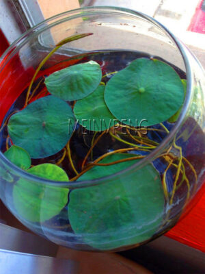 Loss 5pcs Lotus Flower Bonsai Aquatic Plants Bowl Water Lily Garden Plantas Perennial Plant Fo Seeds - 2