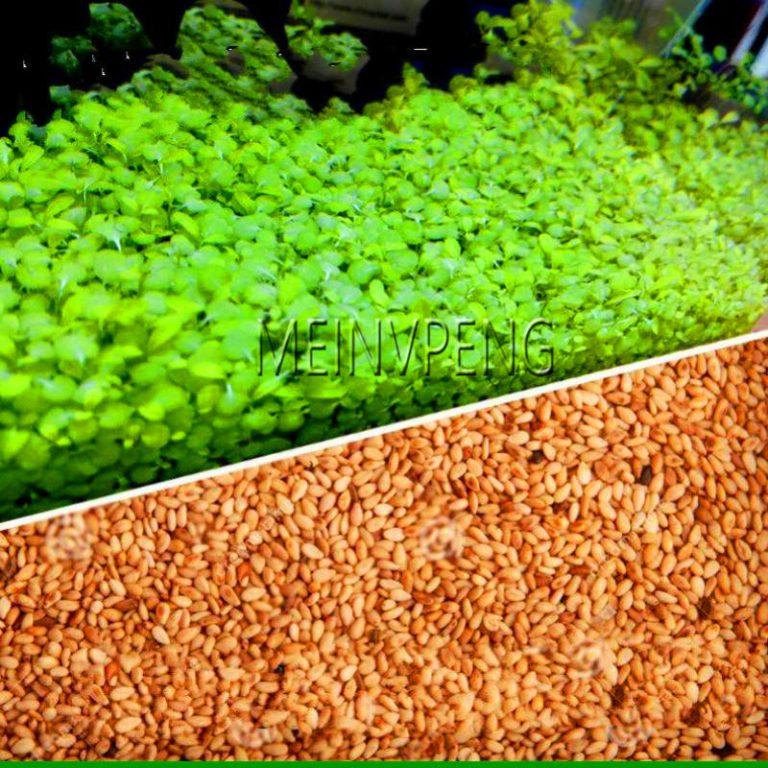 Aquatic Grass Seeds For Aquariums 200 Mix Free Shipping Worldwide