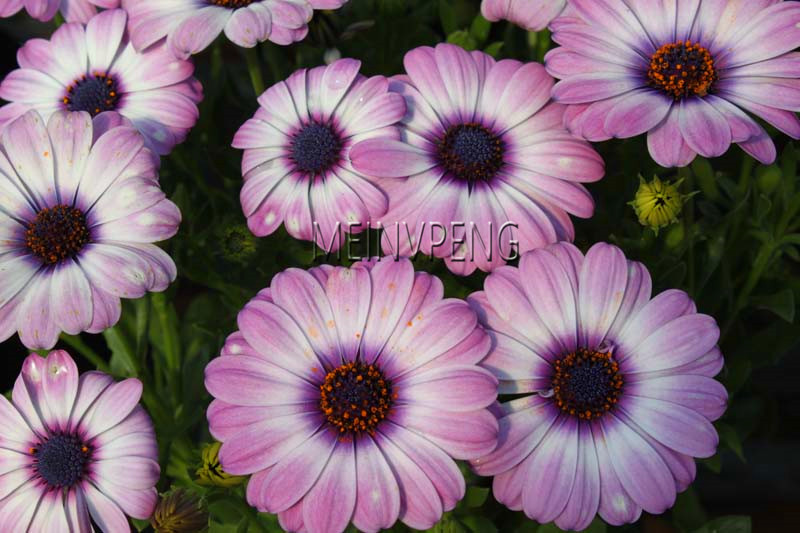 100pcs Daisy Chrysanthemum Seeds Ideal For Indooroutdoor Flowering Easytogrow Perfect For Landscaping Decor - 8