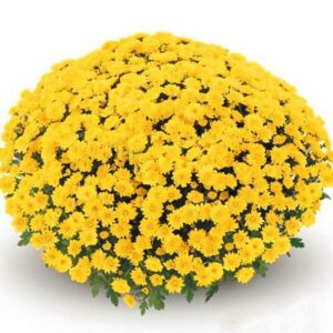 100 Pcs Ground-cover Chrysanthemum Bonsai Perennial Flower Plant Daisy Potted Home Garden R7 Seeds