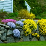 Big 100 Pcs Creeping Thyme Bonsai Or Multi-color Rock Cress Plant - Perennial Flower Garden Ground Cover G Seeds - 4