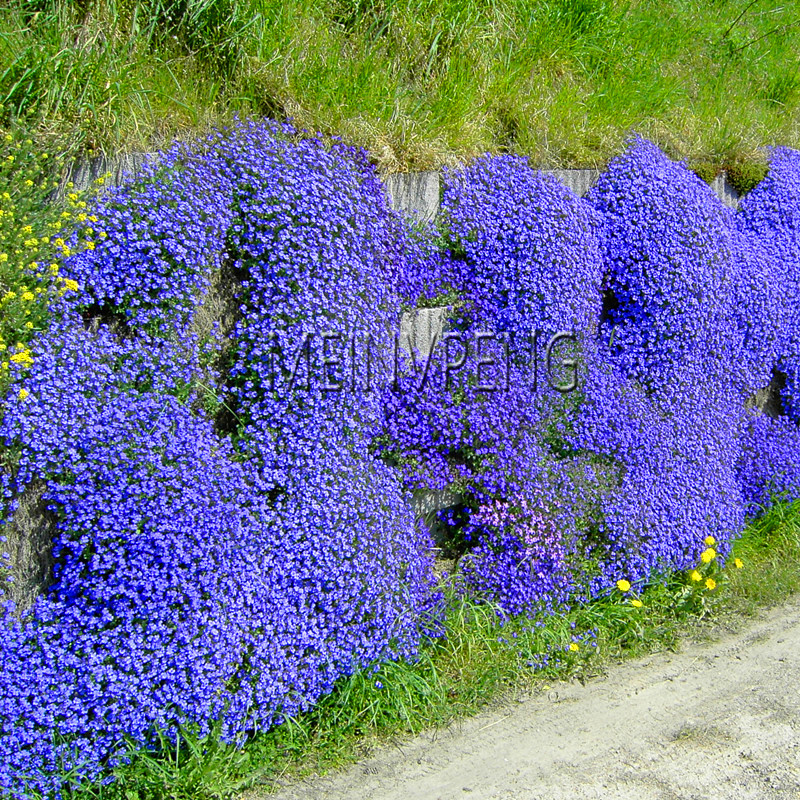 Large 100 Piece Creeping Thyme Or Multicolor Rock Cress Seeds Perennial Blooming Ground Cover G Seed Pack - 6