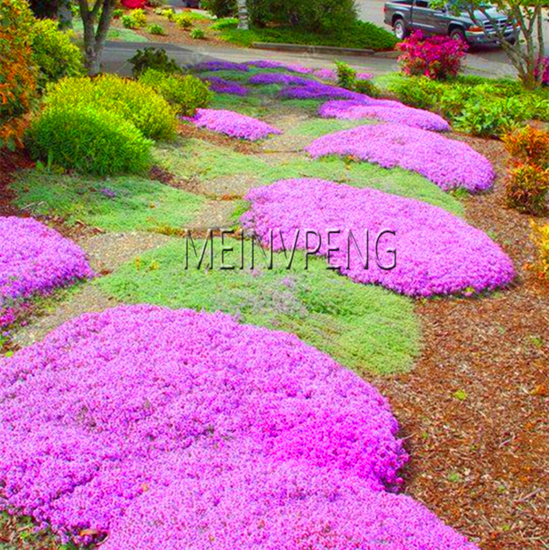 Large 100 Piece Creeping Thyme Or Multicolor Rock Cress Seeds Perennial Blooming Ground Cover G Seed Pack - 2