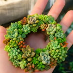 Big 200pcs Semillas De Flores Mix Lithops Plant Succulent Plantas Ass Flower Planten Living Stone Bonsai Mini Gar Seeds - 5 Big 200pcs Semillas De Flores Mix Lithops Plant Succulent Plantas Ass Flower Planten Living Stone Bonsai Mini Gar Seeds - 5