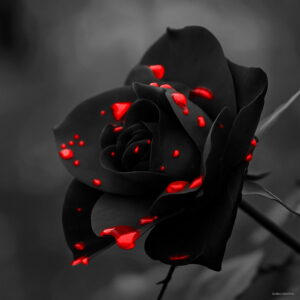 Rainbow Rose Plant Lover Colorful Home Garden Plants Flower Bonsai 200flores Seeds - 2