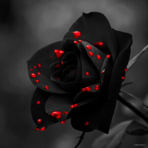 200pcs Bonsai Rainbow Rose Flores Lover Colorful Home Garden Plants Flower Plantas Tjnr36 Seeds - 2