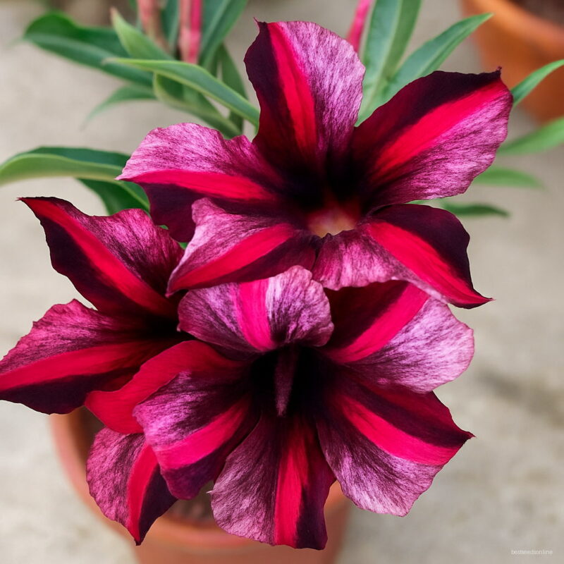 Fresh Plant Japanese Red Black Desert Rose Flowers Plantas Diy Perennial Home Garden Bonsai Pot Outdoor Adenium Obesum Seeds