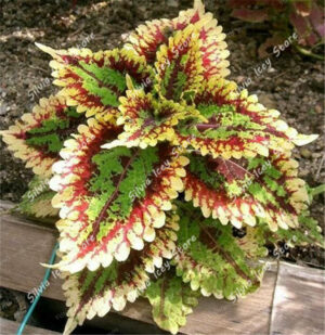 100pcs Coleus Bonsai Plant Double-flowered Multi-leaf Garden Flower Family Decoration Potted Planting Colored Leaf Pl Seeds - 2