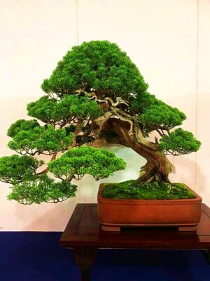 30pcs Japanese Cedar Bonsai Plant Tree Garden Flower Family Decoration Potted Planting Seeds - 2