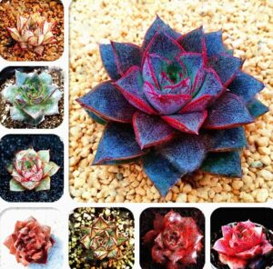 200 Pcs Echeveria Purpusorum Succulents Bonsai Like Lotus Plant Fresh Home Rock Garden Gorgeous Round Leaf Seeds