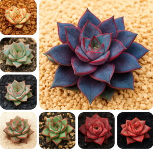 200 Pcs Echeveria Purpusorum Succulents Bonsai Like Lotus Plant Fresh Home Rock Garden Gorgeous Round Leaf Seeds
