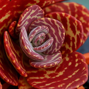 200 Pcs Mixed Aloe Bonsai Excellent Houseplants Succulent Vera Potted Planting Beauty Cosmetic Plants Seeds - 2