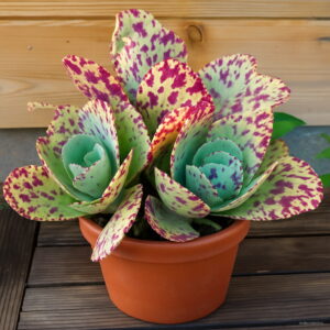 200 Pcs Mixed Aloe Bonsai Excellent Houseplants Succulent Vera Potted Planting Beauty Cosmetic Plants Seeds