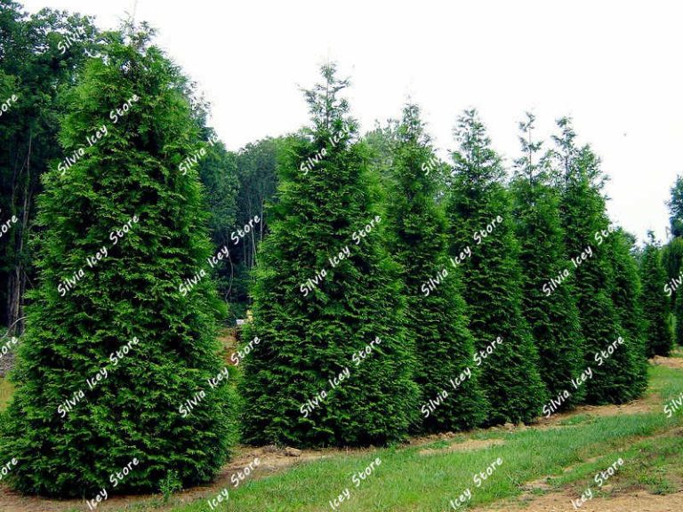 Siberian Carpet Cypress Tree Seeds 100pcs Free