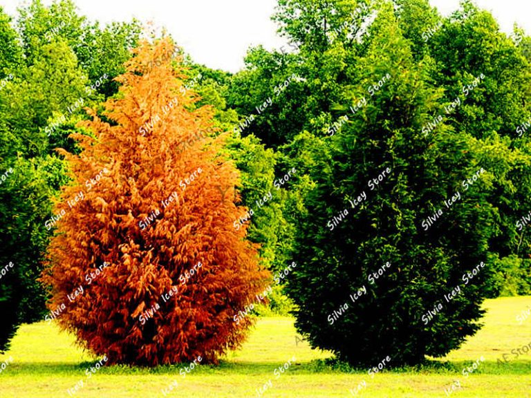 Siberian Carpet Cypress Tree Seeds 100pcs Free
