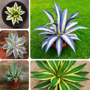 100 Pcs Americana Agave Potted Bonsai Plants 5 Colors Succulent Flower Home Garden To Seeds