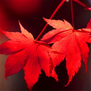 Bonsai 50pcs Red Japanese Maple Beautiful Plant Tree Flores Garden Decor Diy Home Seeds - 2