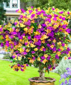 Bonsai 100pcs Bougainvillea Beautiful Flower Planting Potted Home Garden Supplies Seeds