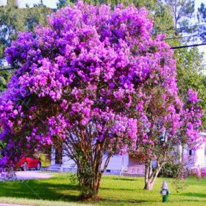 100 Pcs Pack Lagerstroemia Tree Plants Indica Bonsai Perennial Indoor Potted Planting Flower Diy Home Garden Seeds - 2