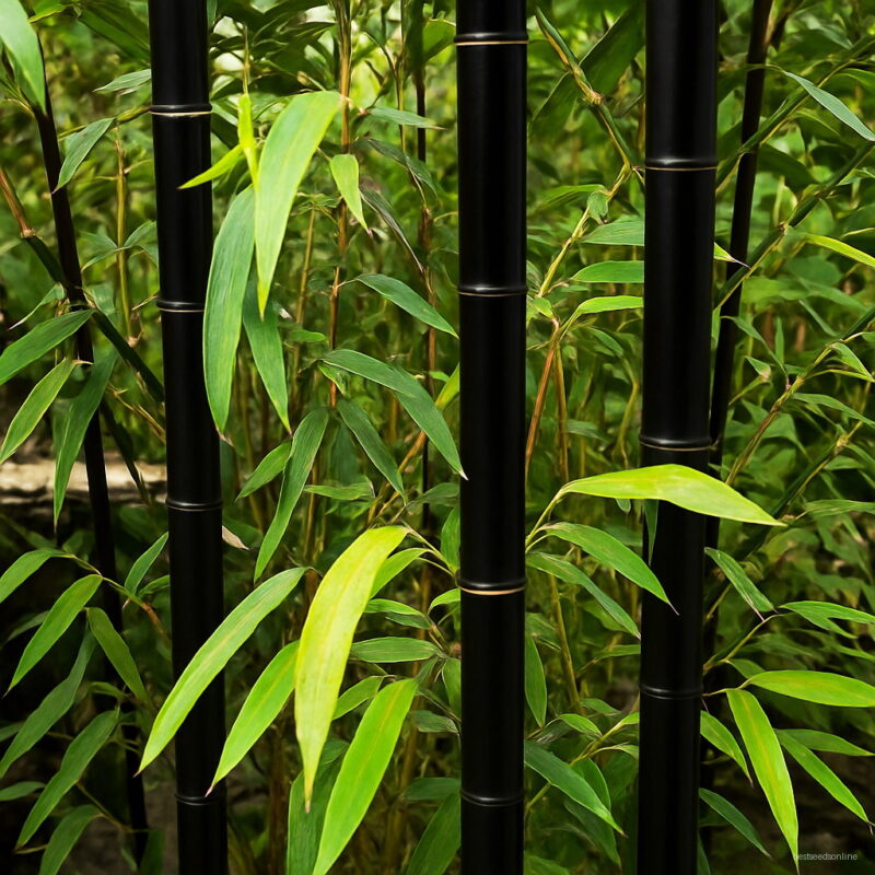 Black Timor Bamboo Perennial Bonsai Plants Home Garden Potted To Packaging 40pcs Bambusa Seeds