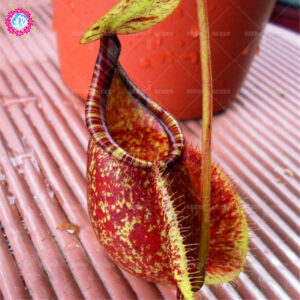100 Pcs Real Pitcher Plant Bonsai Eat Mosquito Flytrap Mixed Flower Family Garden Decoration Potted Planting Seeds - 2