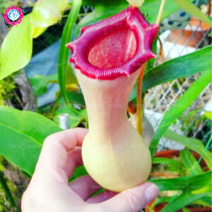 100 Pcs Real Pitcher Plant Bonsai Eat Mosquito Flytrap Mixed Flower Family Garden Decoration Potted Planting Seeds