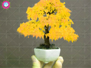 30 Pcs Mini Maple Tree Bonsai Plants 16 Colors Of Japanese Potted Planting Home Garden Decoration Plant Seeds - 2