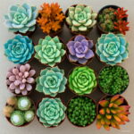 500pcs Succulents Bonsai Plants Mixed Flowers And Family Garden Decoration Potted Planting Plant Seeds - 4 500pcs Succulents Bonsai Plants Mixed Flowers And Family Garden Decoration Potted Planting Plant Seeds - 4